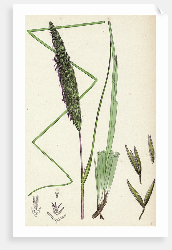 Botanical Print by Anonymous