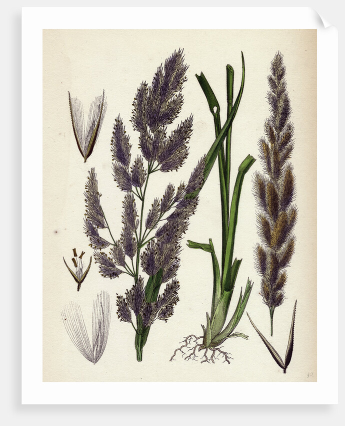 Calamagrostis Epigejos Wood Small-Reed by Anonymous