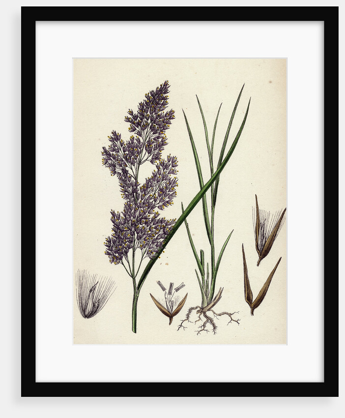 Calamagrostis Lanceolata Purple-Flowered Small-Reed by Anonymous