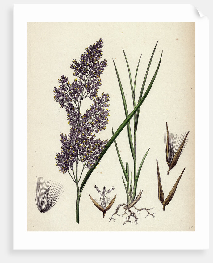 Calamagrostis Lanceolata Purple-Flowered Small-Reed by Anonymous