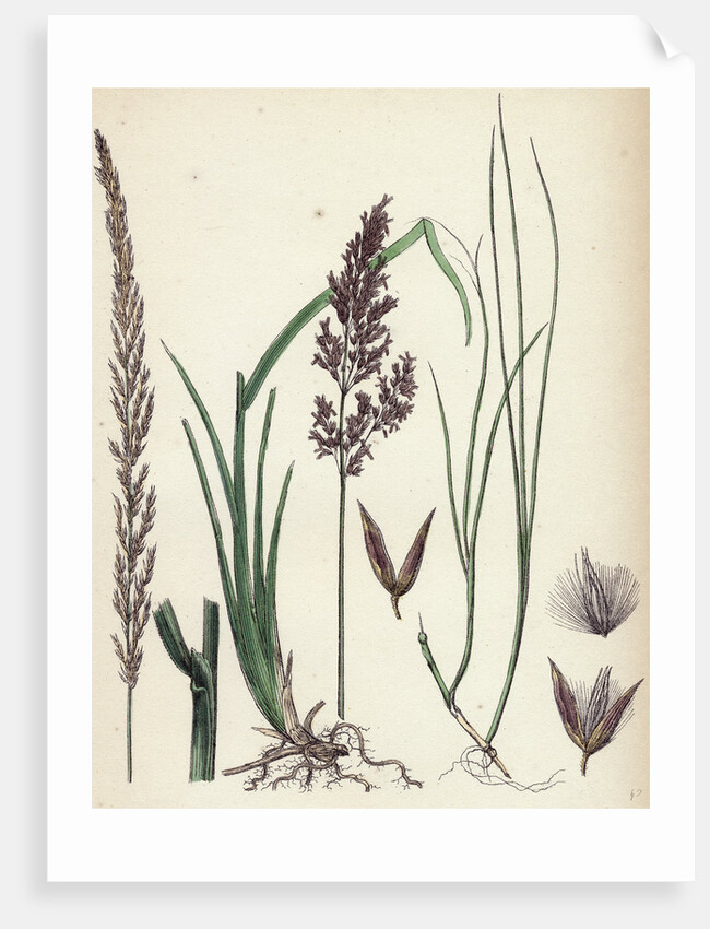 Calamagrostis Stricta Narrow Small-Reed Var. A. by Anonymous
