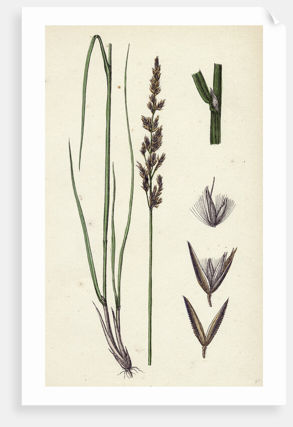 Calamagrostis Stricta Var. Llookeri Narrow Small-Reed Var. B. by Anonymous