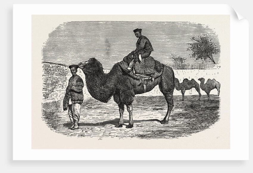 Camels of the North of China by Anonymous