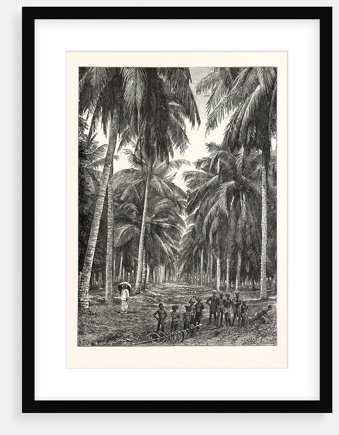 Cocoa-Nut Plantation in Ceylon, Sri Lanka by Anonymous