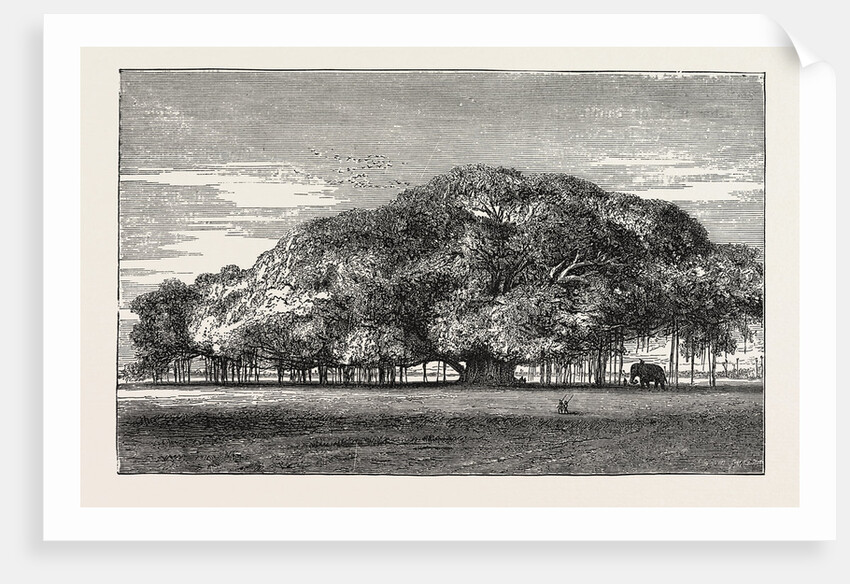 The Great Banyan Tree (Ficus Indica) in the Botanical Gardens, Calcutta, India by Anonymous