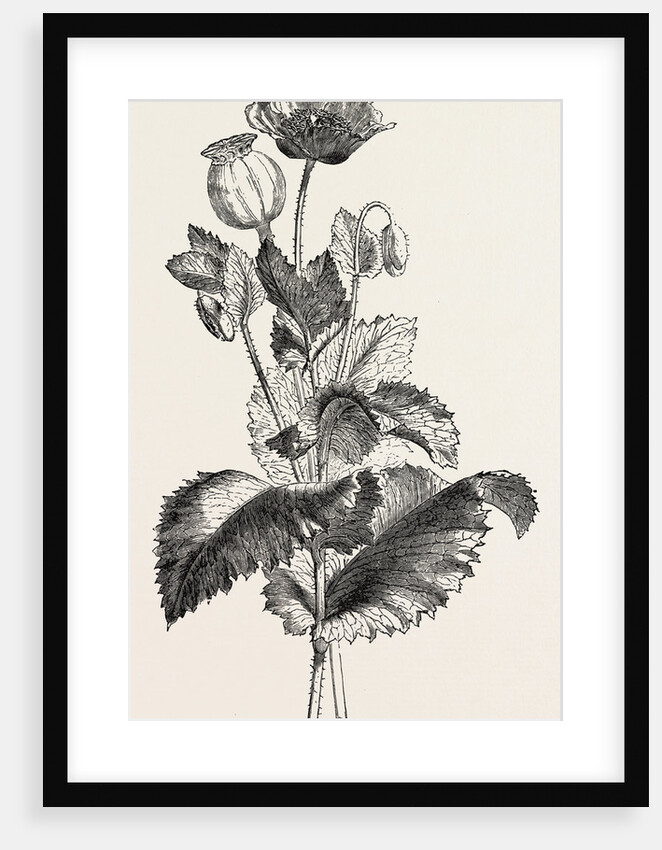 The Opium Poppy (Papaver Somniferum) by Anonymous
