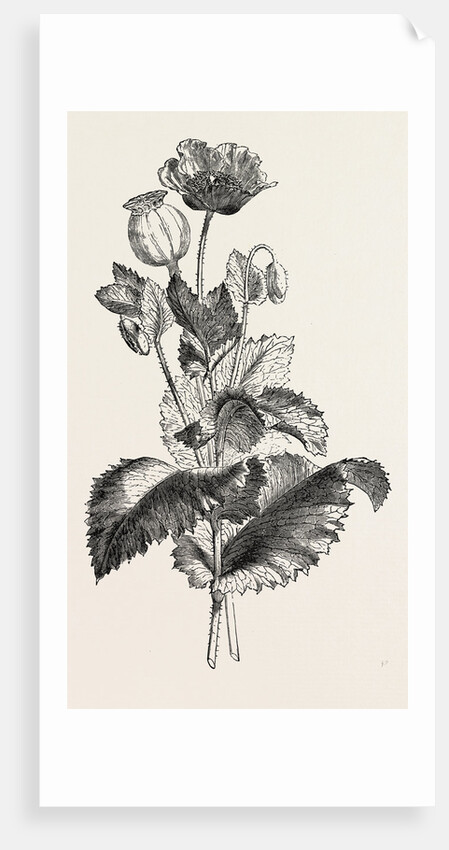 The Opium Poppy (Papaver Somniferum) by Anonymous