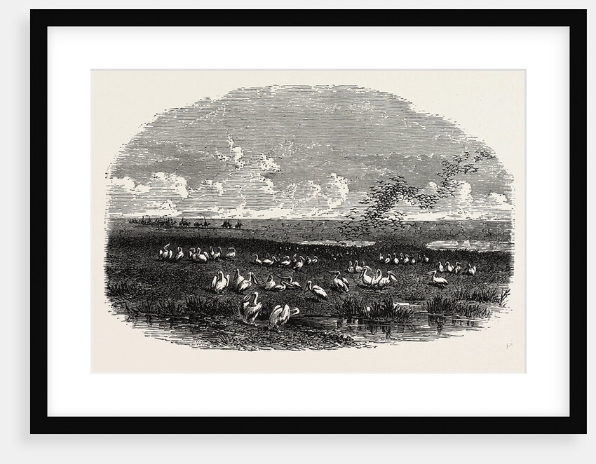 Scene on the Steppes of the Caspian by Anonymous