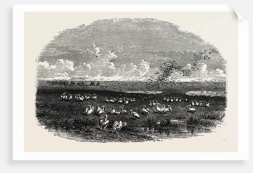 Scene on the Steppes of the Caspian by Anonymous