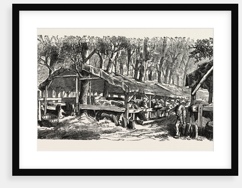 Refuges in the Jardin Des Plantes in Paris for the Nutrition of Cattle, France by Anonymous