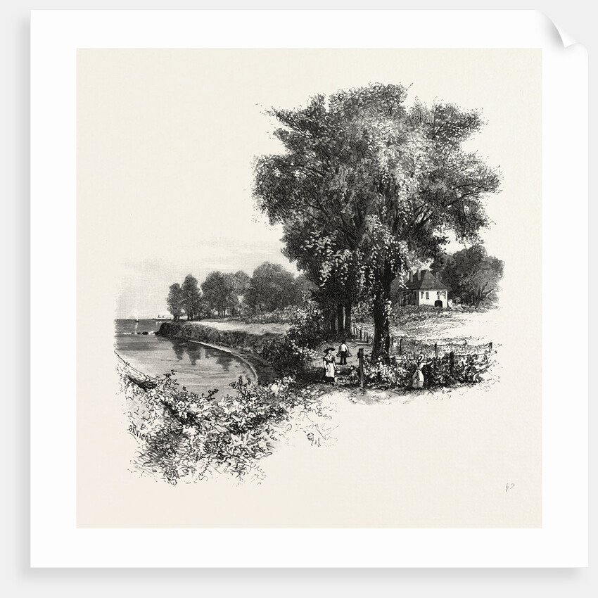 Catawba Vineyard, Pelee Island, Canada by Anonymous