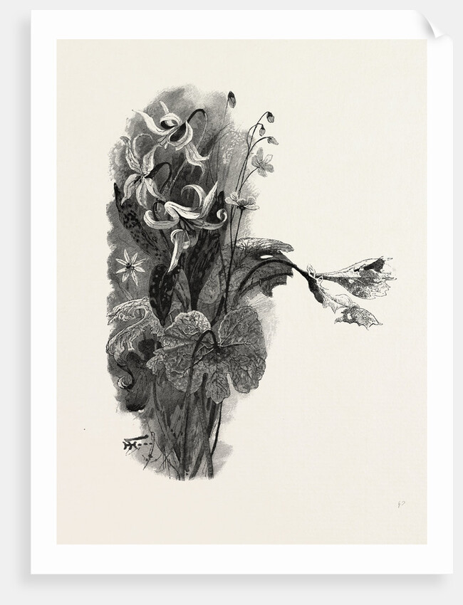 Nova Scotia, Spring Beauty, Sanguinaria, and Dog-Tooth Violet, Canada by Anonymous