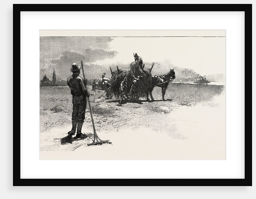 French Canadian Life, Gathering Marsh Hay, Canada by Anonymous