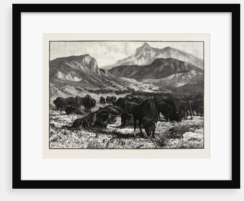 At the Foothills of the Rocky Mountains, Canada by Anonymous