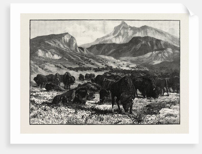 At the Foothills of the Rocky Mountains, Canada by Anonymous