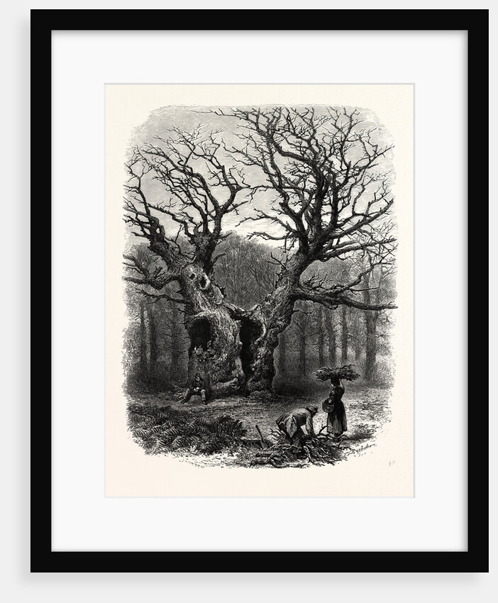 Windsor: William the Conqueror's Oak by Anonymous
