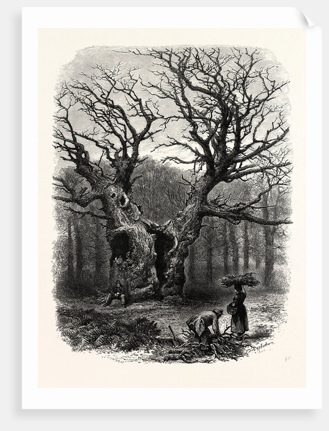 Windsor: William the Conqueror's Oak by Anonymous