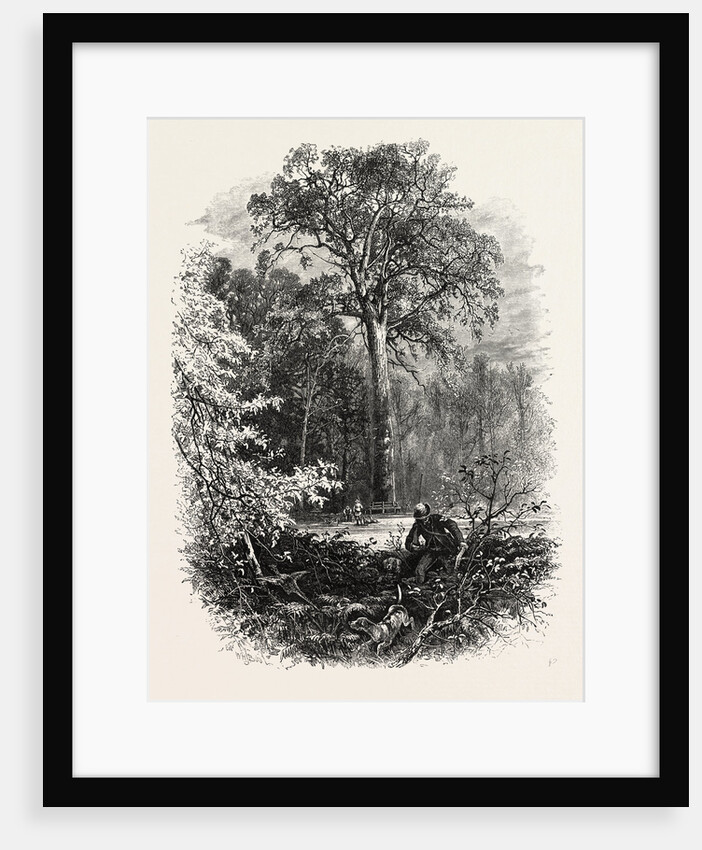 The Forest Scenery of Great Britain: The Victoria Oak, Windsor Forest by Anonymous