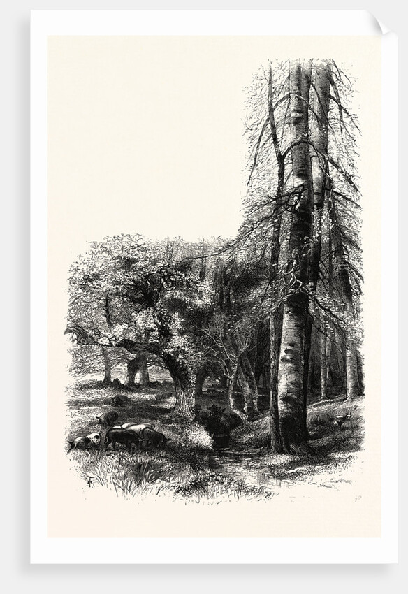 In the New Forest, Near Lyndhurst by Anonymous