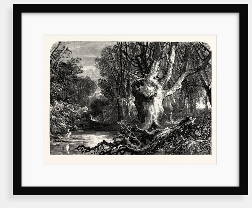 In the New Forest, Near Lymington by Anonymous