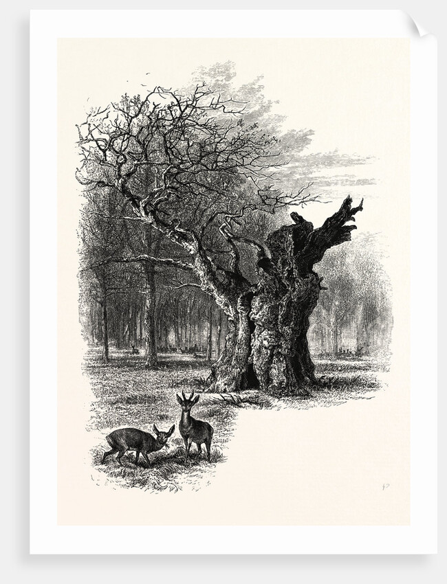 Giant Oak, Near Cranbourne Tower by Anonymous