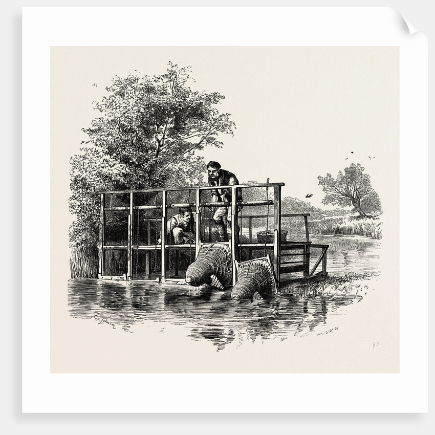 Eel Bucks on the Thames by Anonymous