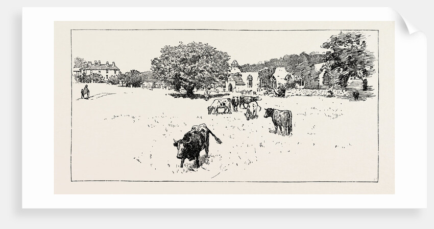 Wycliffe by Anonymous