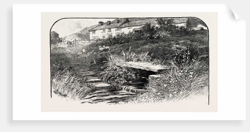 Dove Head by Anonymous