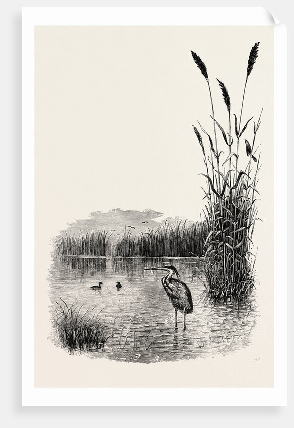 Among the Fens by Anonymous