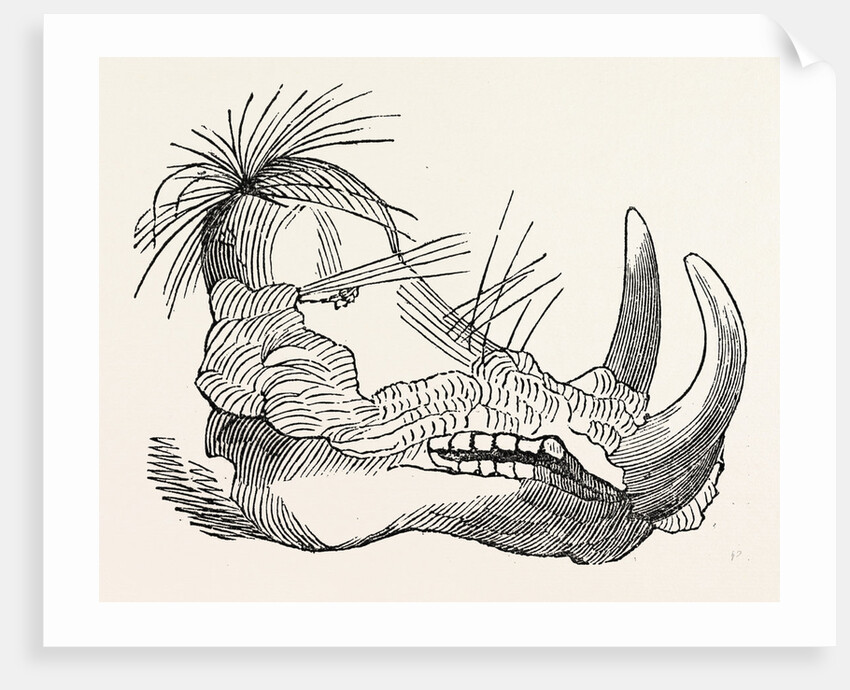 Head of the Ethiopian Boar. by Anonymous