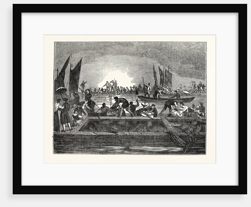 The Tunny Fishery by Anonymous