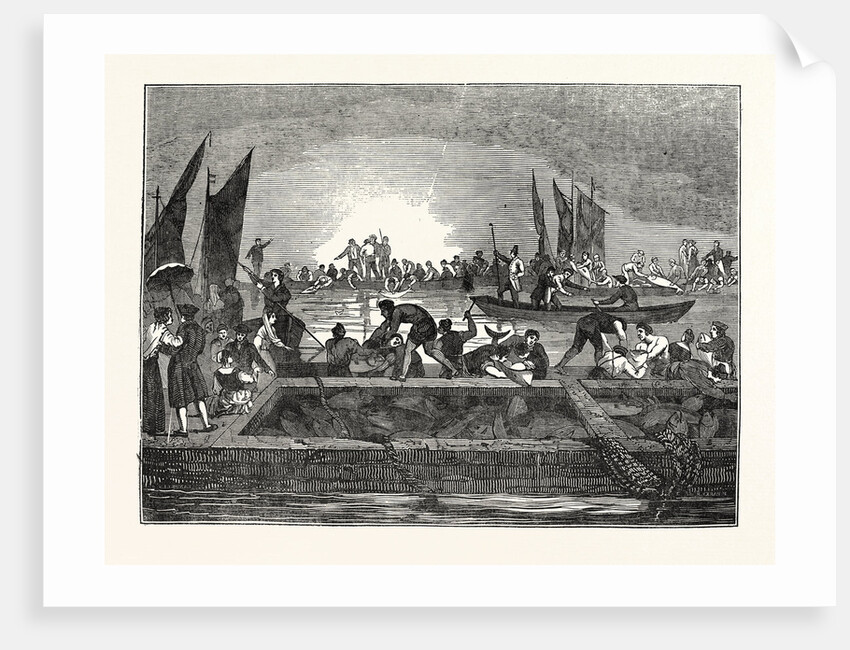 The Tunny Fishery by Anonymous