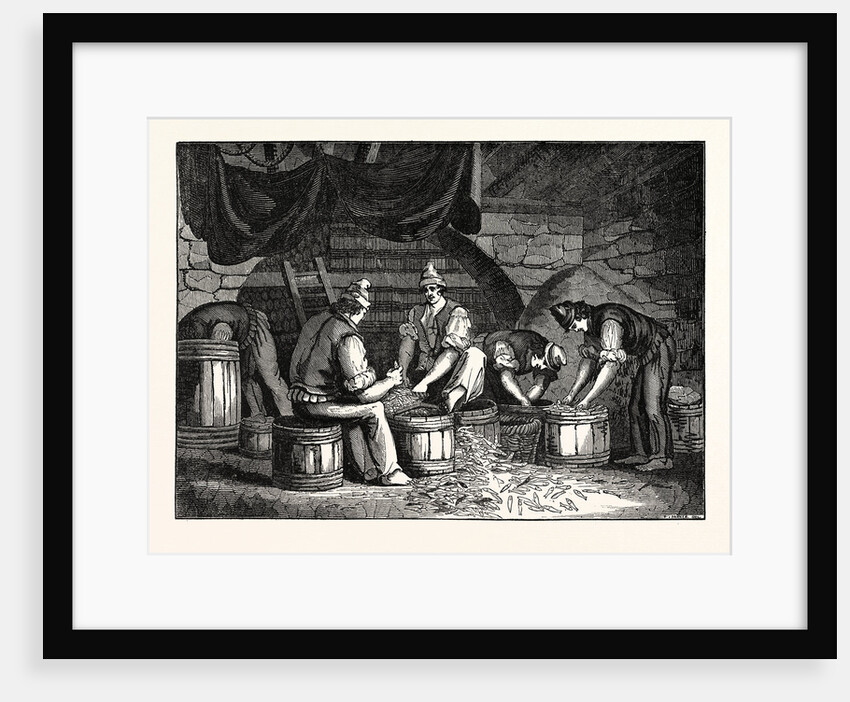 Method of Curing Anchovies in Sicily Italy by Anonymous