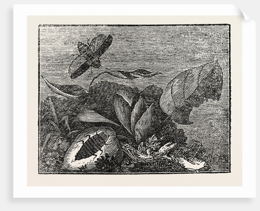 The Male and Female Glow-Worm. by Anonymous