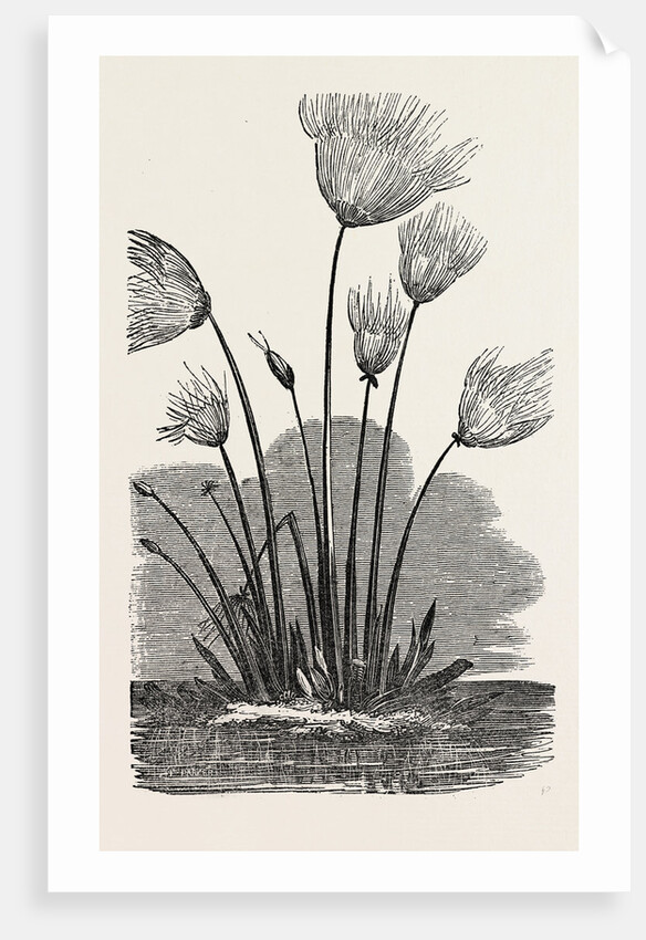 The Cyperus Papyrus. by Anonymous