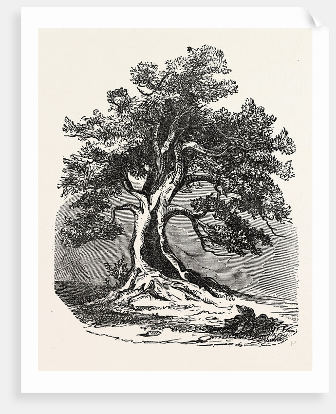 An Old Oak, in Its Decayed State. by Anonymous