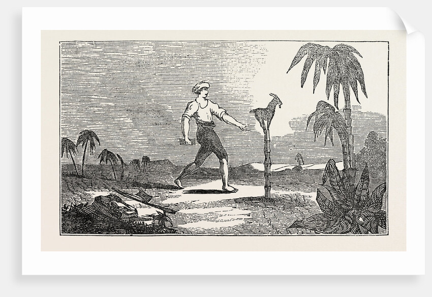 Singular Dexterity of a Goat by Anonymous