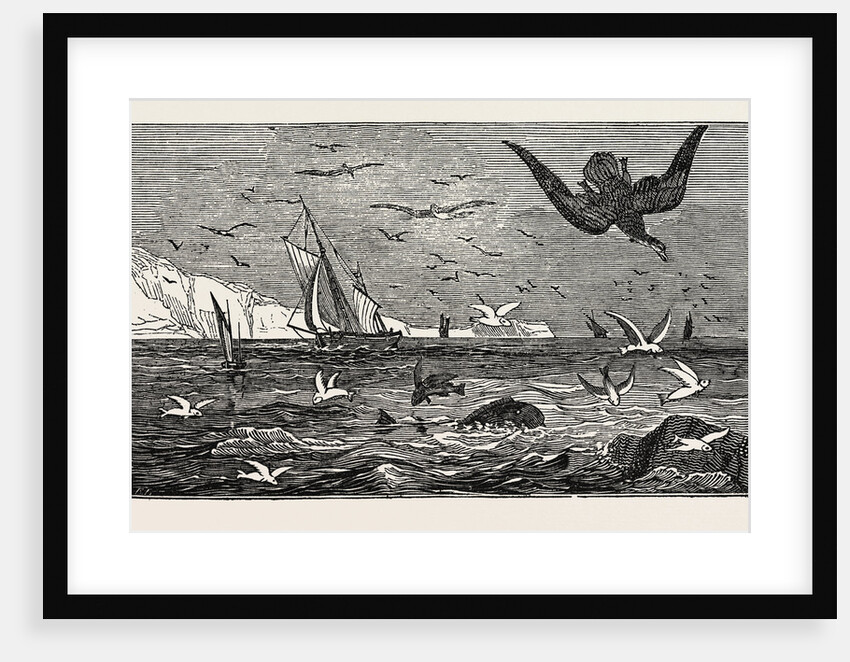 The Dolphin (or Dorado) Pursuing the Flying Fish by Anonymous