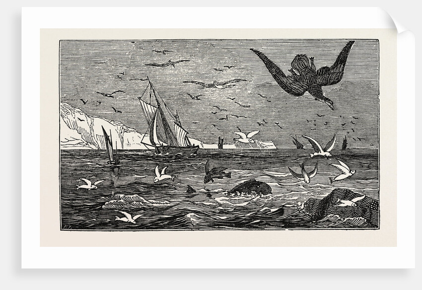 The Dolphin (or Dorado) Pursuing the Flying Fish by Anonymous