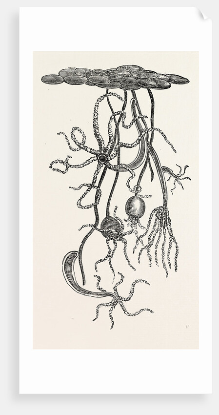 Magnified View of the Freshwater Polype by Anonymous