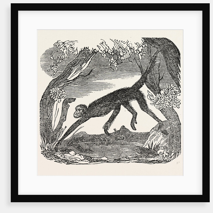 The Spider Monkey. by Anonymous