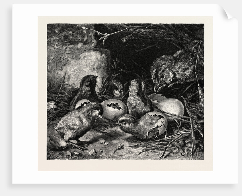 An Interesting Crisis by Anonymous