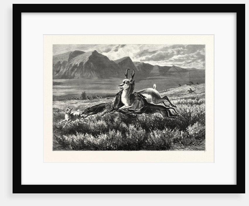 Antelope-Hunting on the Plains. W.M. Cary by Anonymous