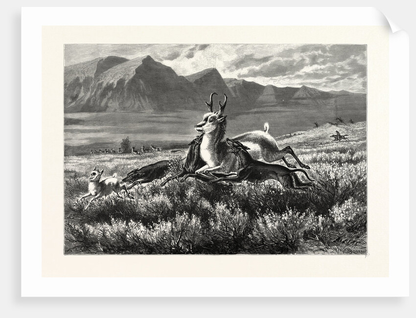 Antelope-Hunting on the Plains. W.M. Cary by Anonymous