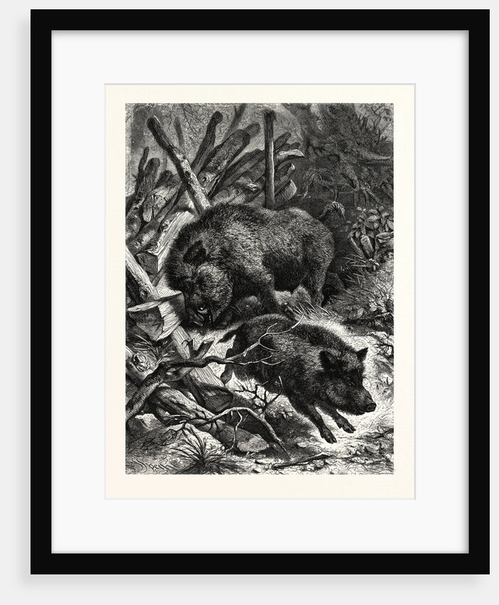 Wild Boars by Anonymous