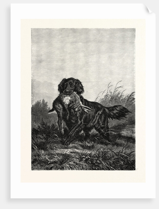 A Retriever by Anonymous