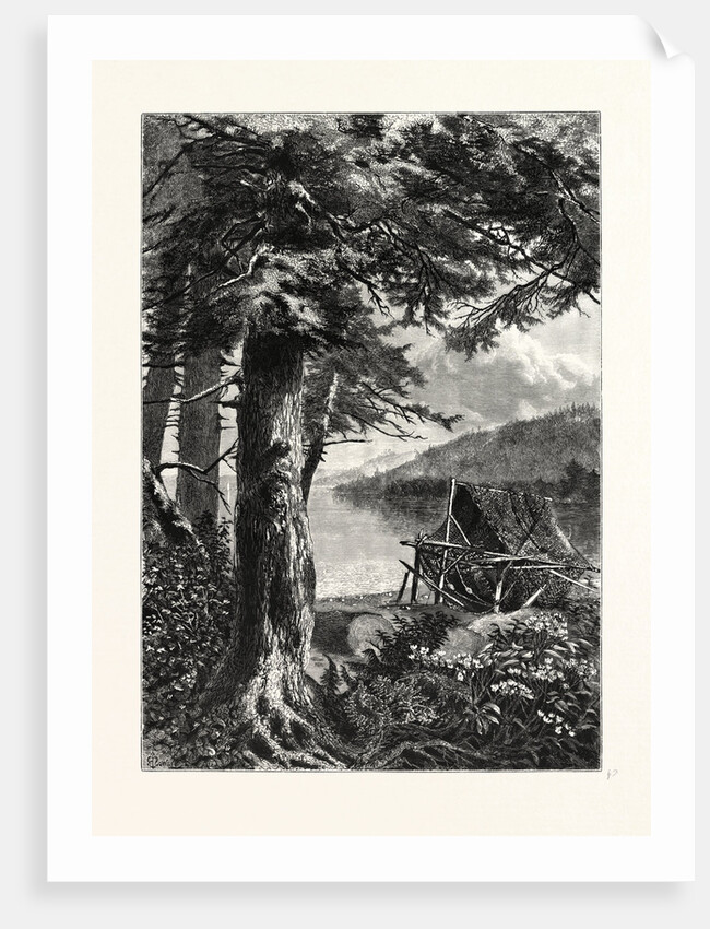 Hemlocks of Lake Otsego by Anonymous