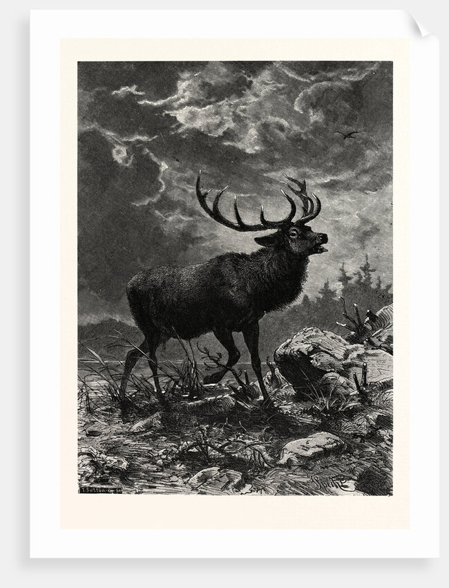 A Deer; after Specht by Anonymous