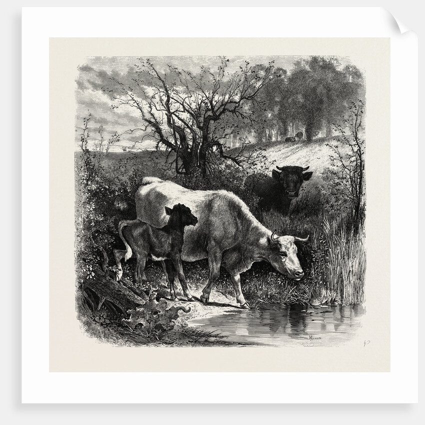 The Sunny Slope by Anonymous