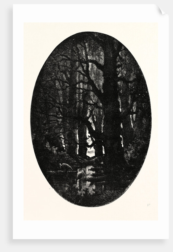 How Many Centuries of Change and Chance Those Gnarled Gray Trunks Have Sentineled, Calm and Still by Anonymous